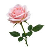 10cm Light Pink Rose Flower
