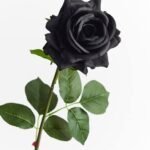 10cm Black Rose Flower